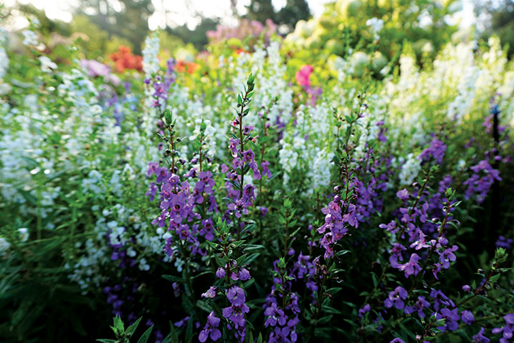 Serena angelonia 2JPG